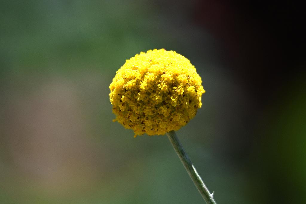 2025-06219095 Tower Hill Botanic Garden, MA.JPG - Billy Buttons (Craspedia globosa). New England Botanic Garden at Tower Hill, MA, 6-21-2025